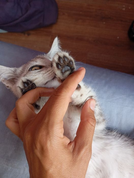 Котёнок котенок отдам