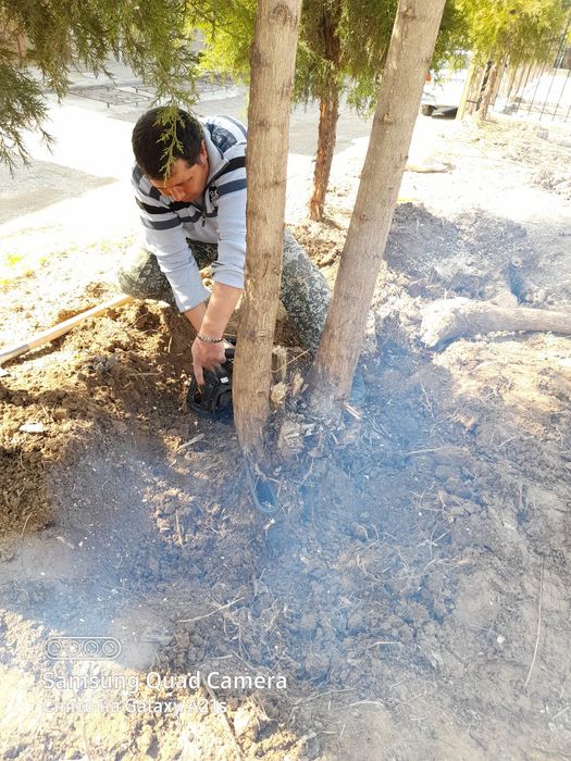 Daraxt kesish xizmati  дарахт кесамиз