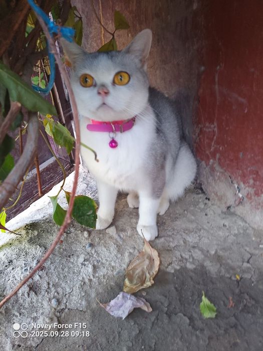 Istanbulda jinsiy aloqa