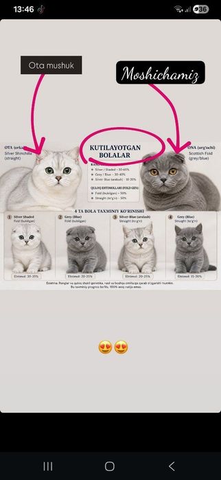 Scottish Fold bolachalari