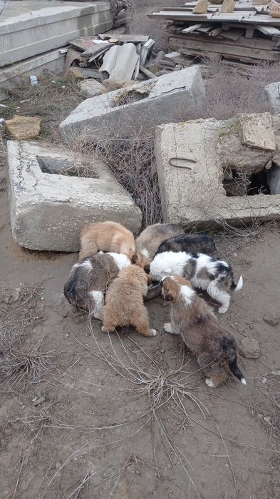 Иттер жақсы қолдарға/Собаки в добрые руки