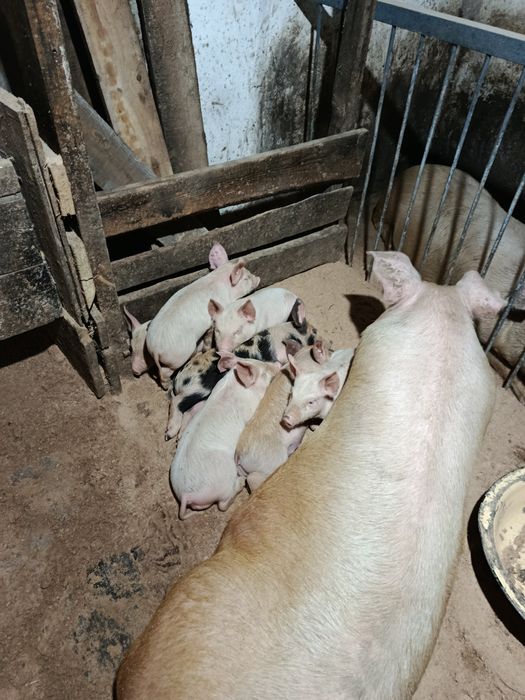 Продам поросят ...