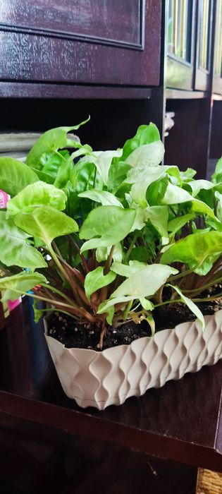 Продам комнатные цветы