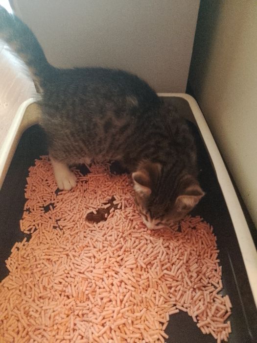 Котенок мальчик отдам