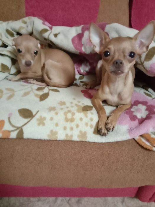 Отдам Той-терьеров