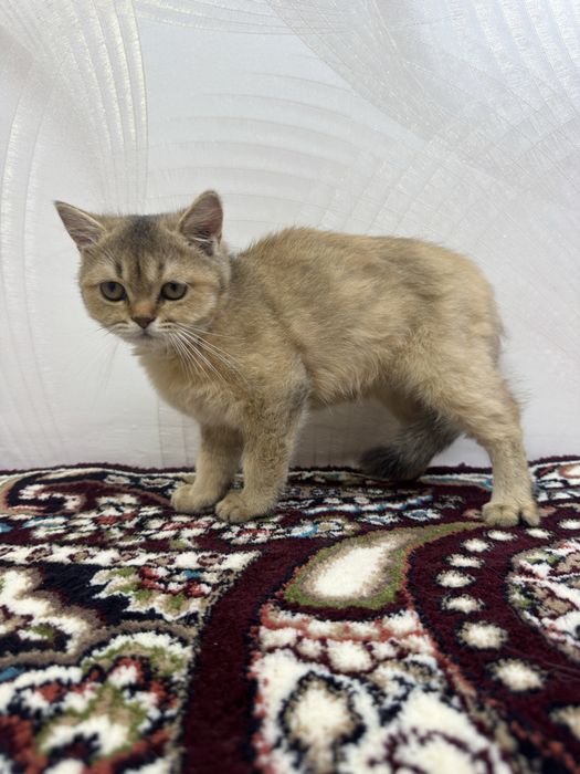 british shorthair