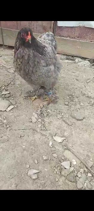 De vânzare doua gaini brahma inelate.  .