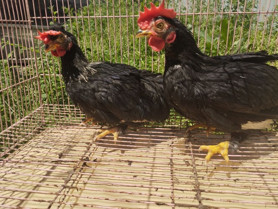 Петушки Бентама на продажу!