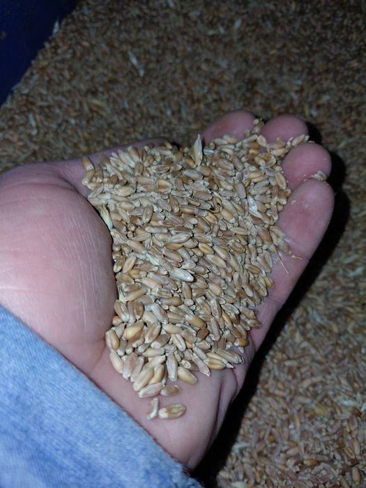 Vând grâu 1.20lei /kg