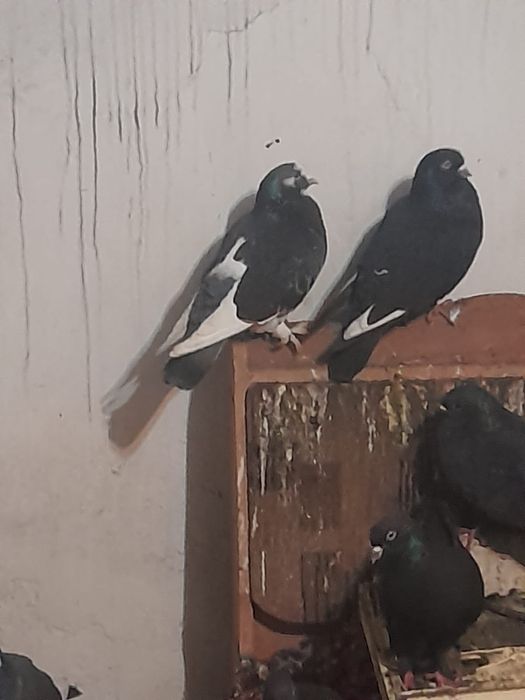 Продаю голубей. 24 штуки