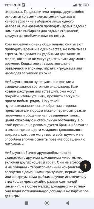 Котята породы Нибелунг