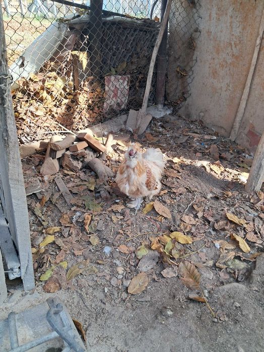 Cocos matase japoneza