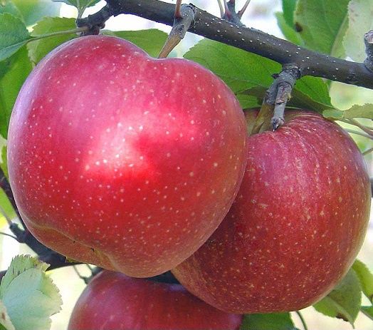 Продам яблоки сорт Гала
