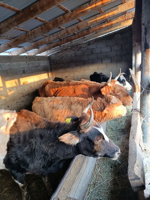 Продаю Бычки и коровы