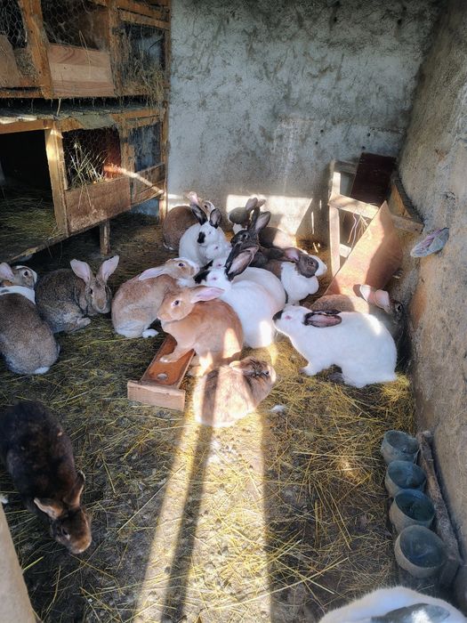 UT , Hycole francez și Rex pitic