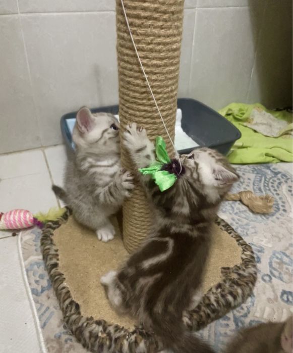 Британский котенок