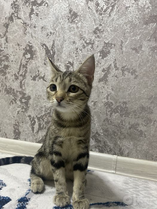Кошка девочка бенгальская отдадим даром