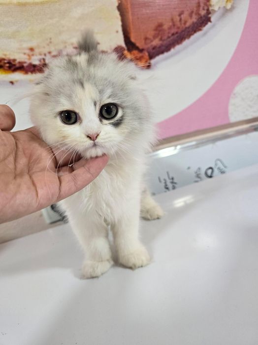 Котёнки скоттиш фолд