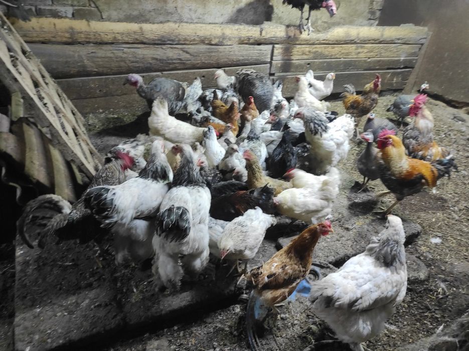 Үй тауықтарын сатам өздері басады