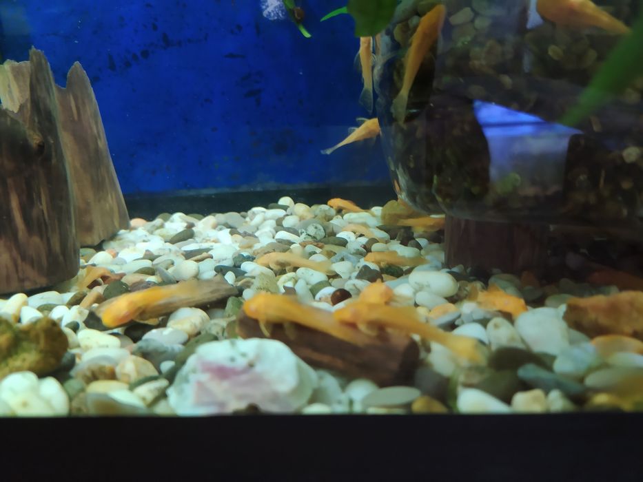 Анциструсы желтые