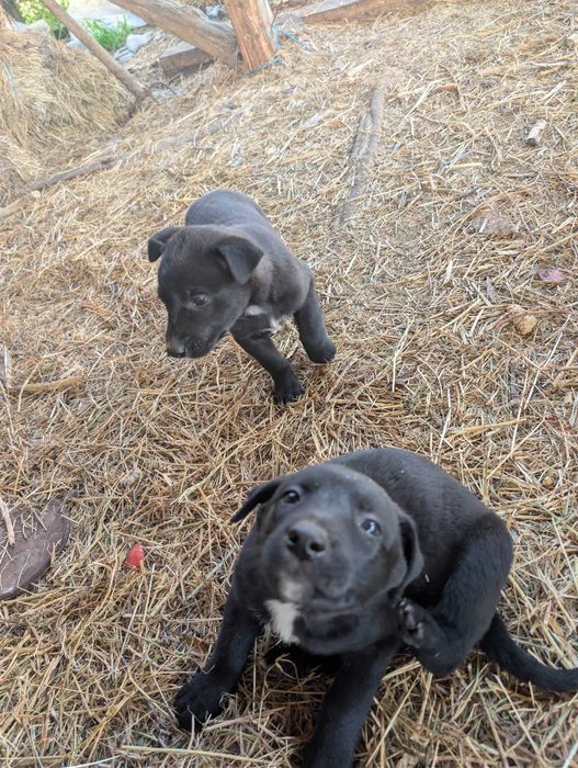 Енергични кученца кръстоска (Питбул териер x Белгийска овчарка) – за активни стопани