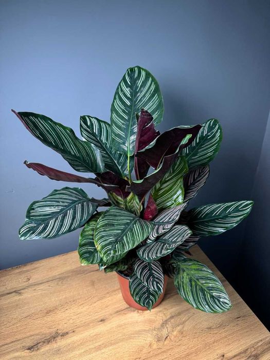 Комнатные декоративно лиственные растения