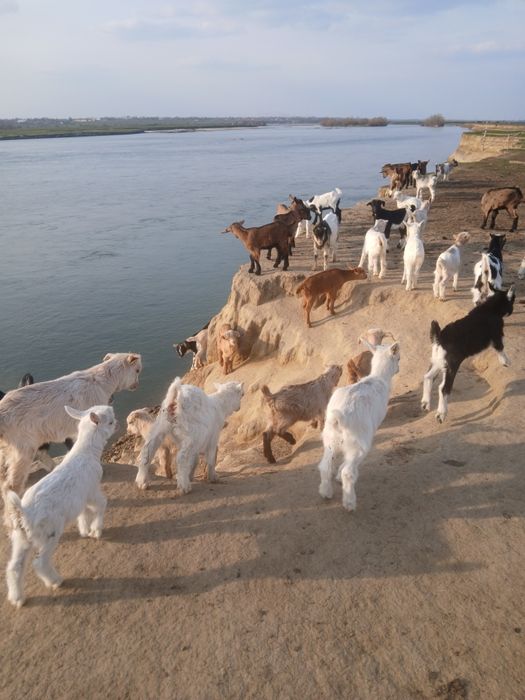 Vând iezi pentru taiat