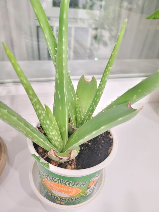 Продам цветок алоэ