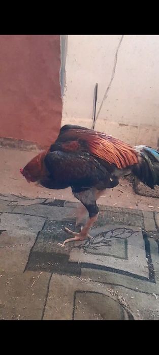 Дакан кораз сатылады