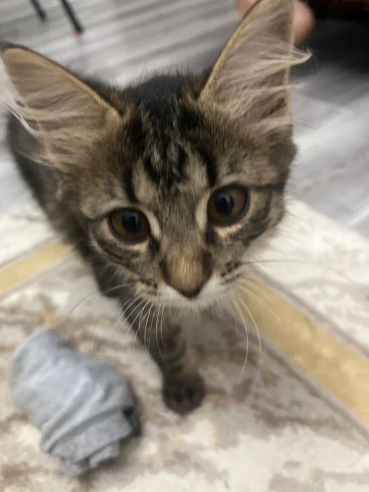 Котенок домашний