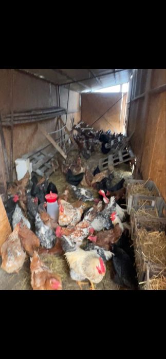 Cocosi rasa mixta Saucani