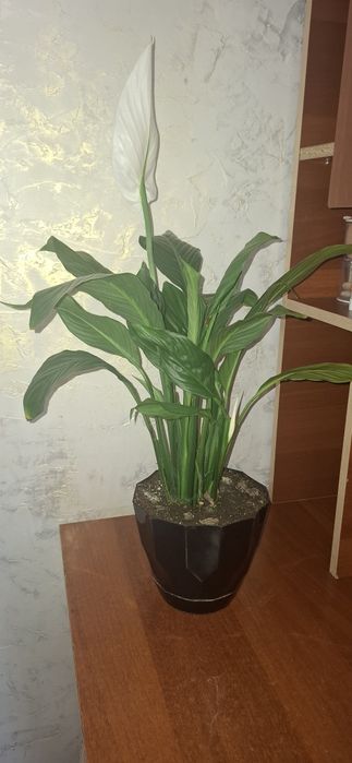 Продам цветы женское счастье