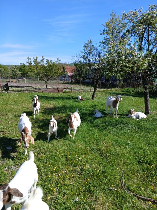 Vând capre și iezi din rasa boer