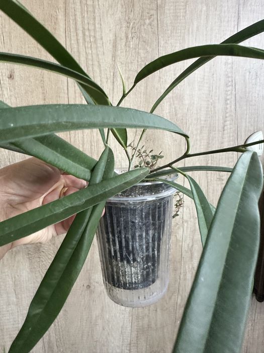 Продам комнатные растения