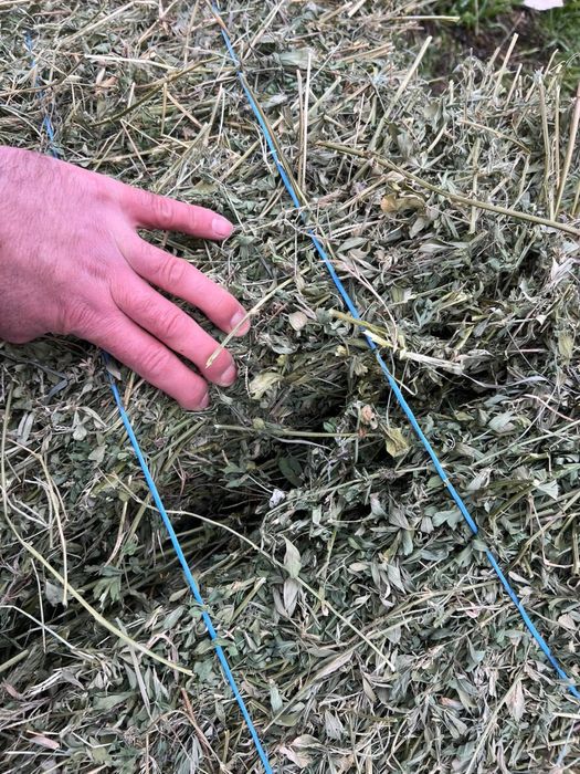 De vanzare baloti de fan si lucerna cantitati  mari si mici!