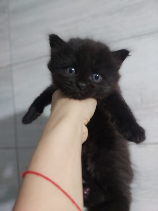 Продаются котята