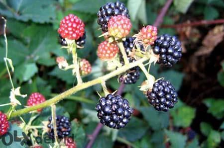 Разсад Смокини, Тайбери,Логанбери, Едра къпина без бодли ,