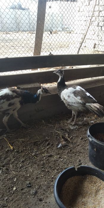 Arlikin tovus 9 oylik tani joni sogʻ