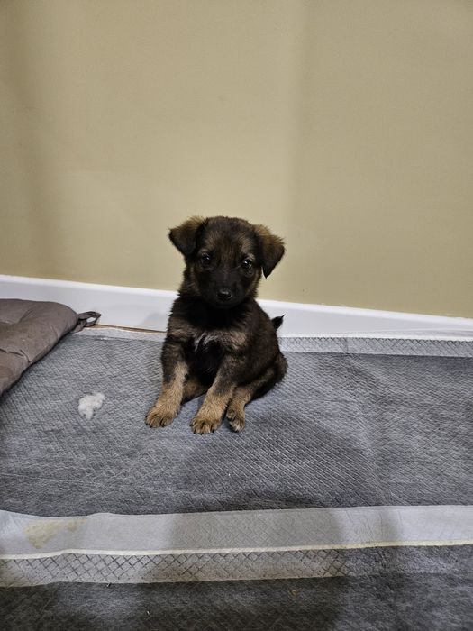 Щенок в добрые руки (даром)