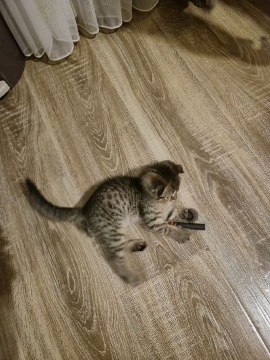 дитя скоттиш фолд