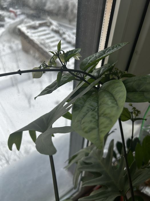 Цветущий клеродендрум томпсона ,домашние растение