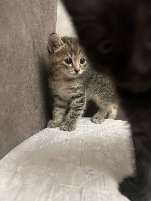 Котята 3 девочки отдам в добрые руки!!!