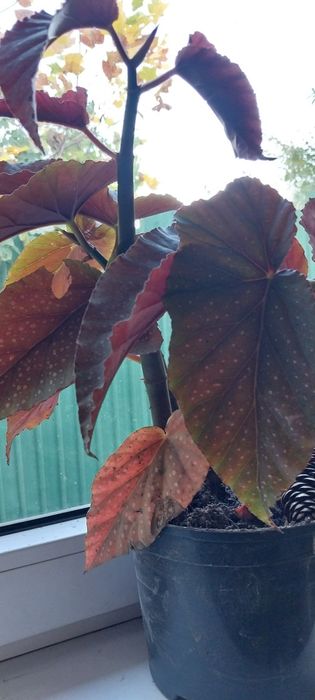 Комнатные растения