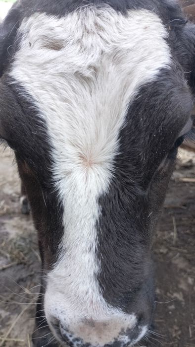 Продам телочку, 1 месяц