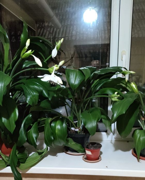 Лилия домашний цветок