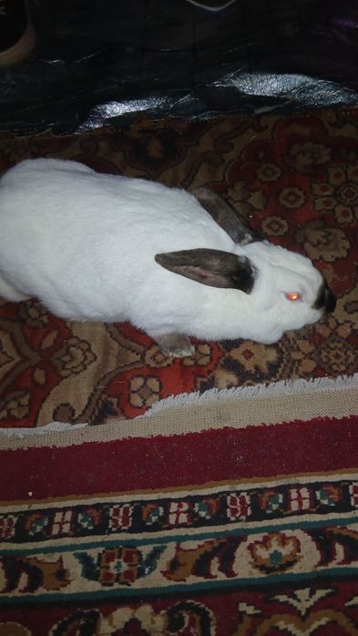 Продается кролик самка порода калифорния