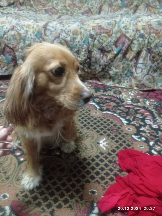 Порода чисто русская охотничья спаниель