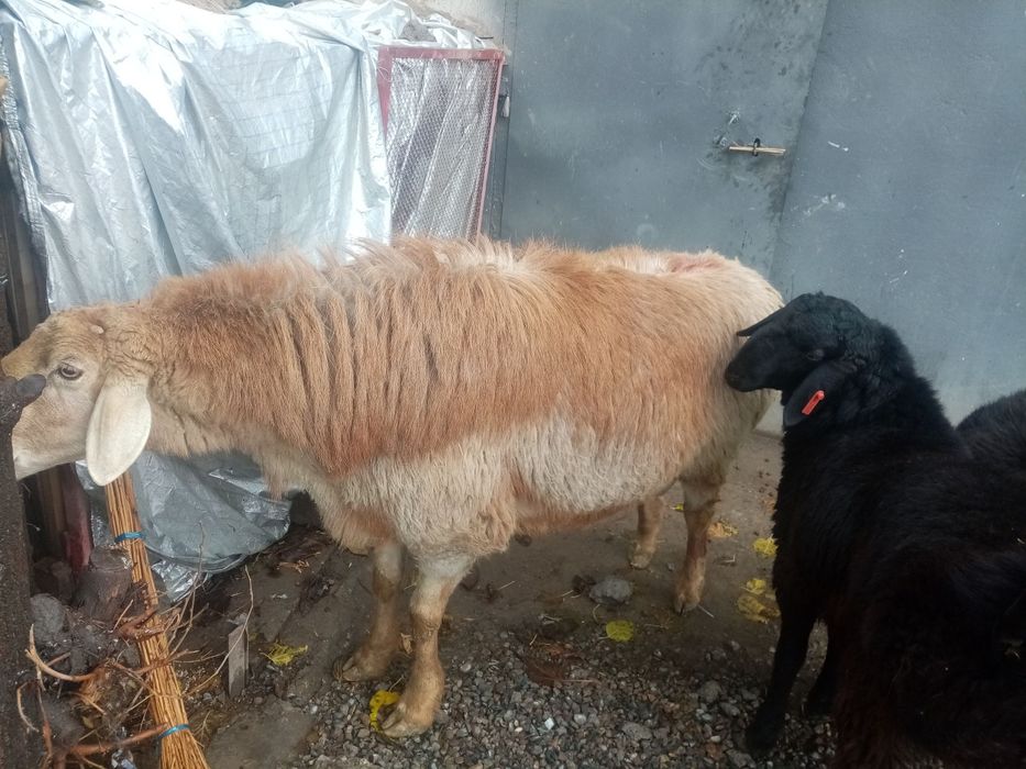 Арашан кучкор сотилади