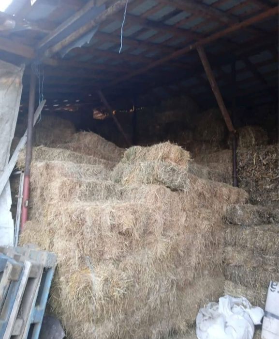 Baloti de trifoi (lucerna)