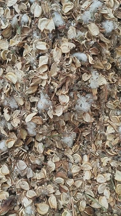 Чорва молар учун пахтачалик чангалок